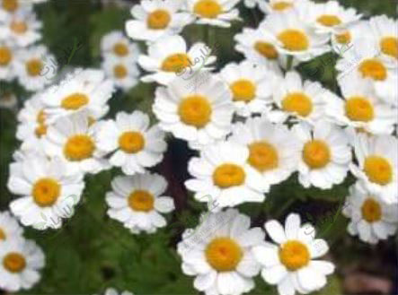 گل بابونه