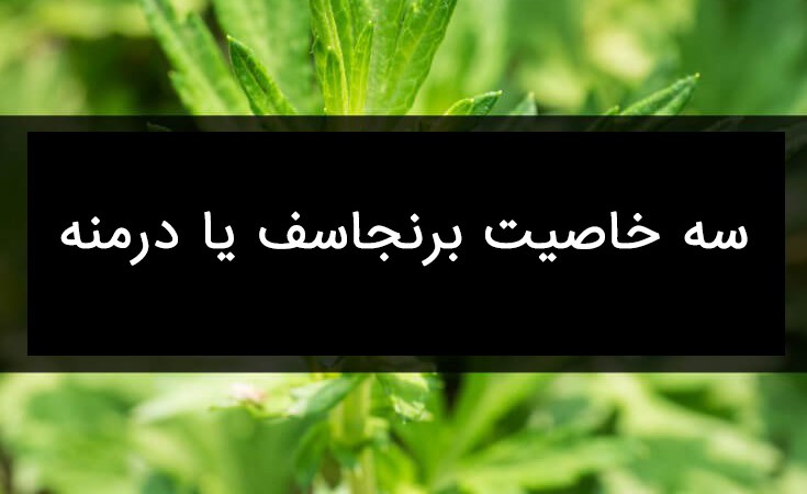 خواص برنجاسف
