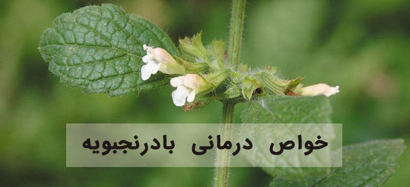 خواص بادرنجبویه