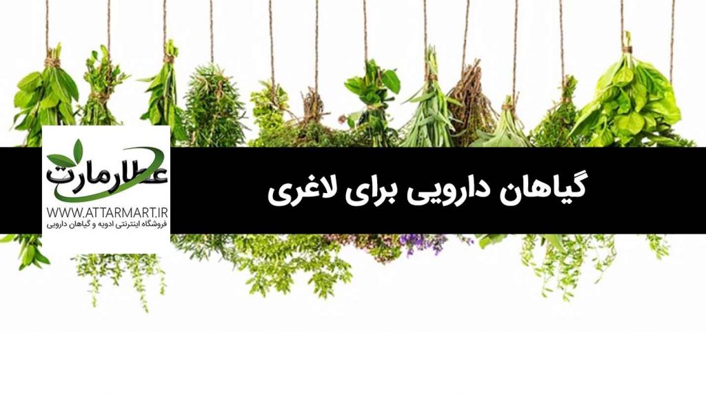گیاهان دارویی برای لاغری