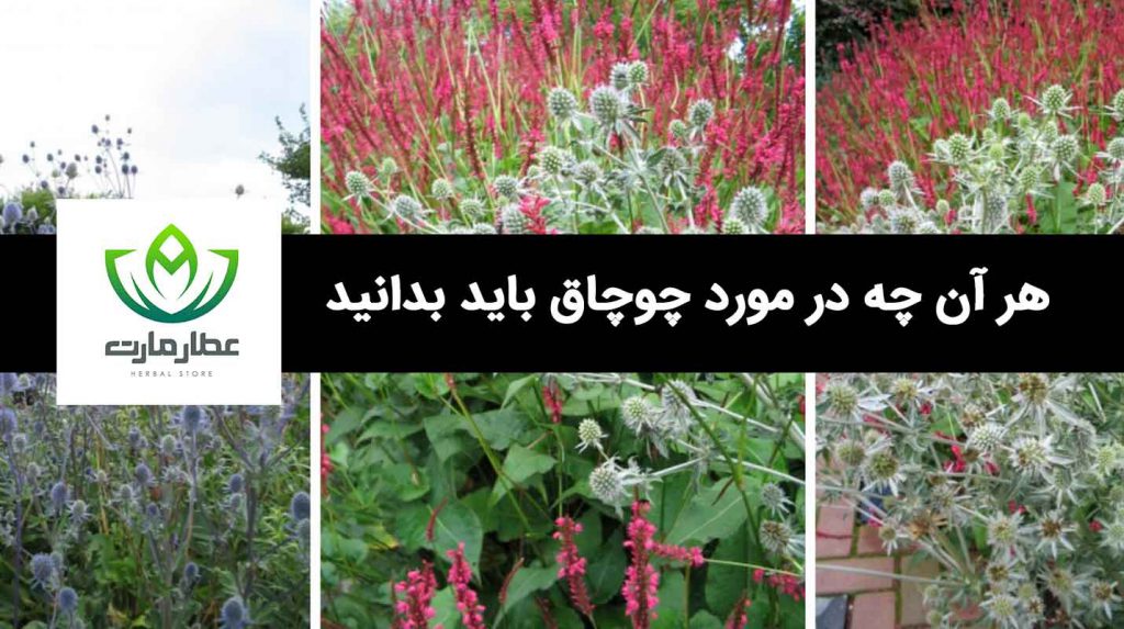 چوچاق چیست؟